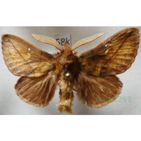 Euthrix potatoria (Linnaeus, 1758) male Barczatka napójka Czech58k